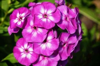 phlox