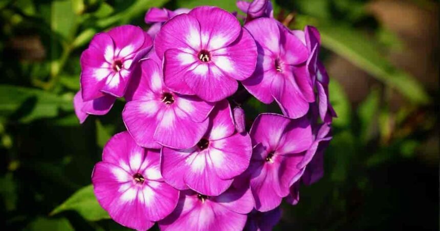 phlox