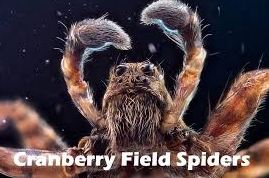 cranberry field spiders