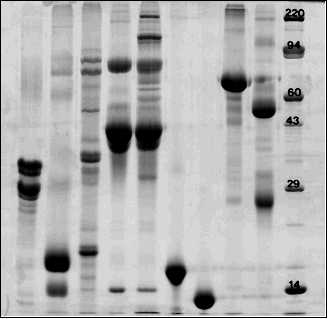 SDS-PAGE Analysis